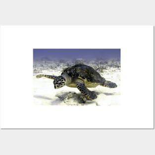 Caribbean Sea Turtle Posters and Art